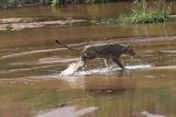 Lions Playing in Water