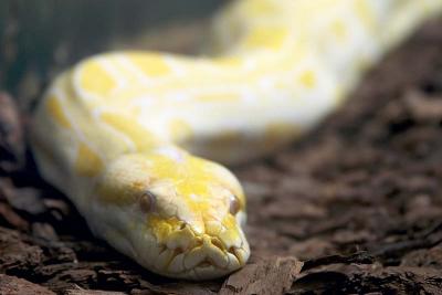 Burmese Python, albino