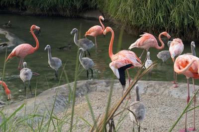 Flamingo chicks, 7-9 weeks