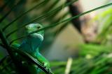 Banded Iguana