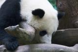 Giant Panda