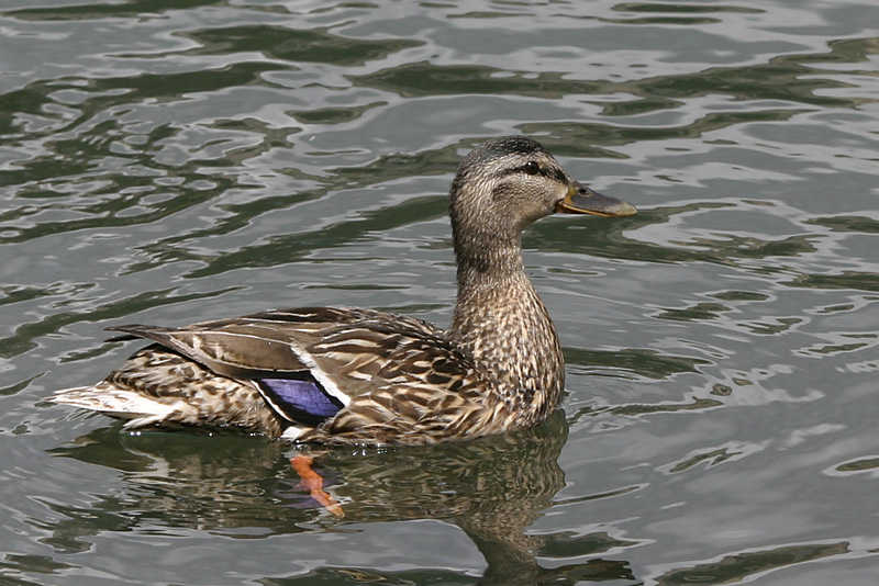 Mallard (female)