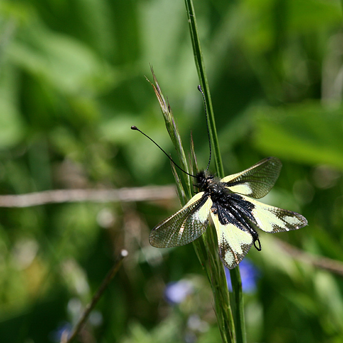 Libelloides coccajus