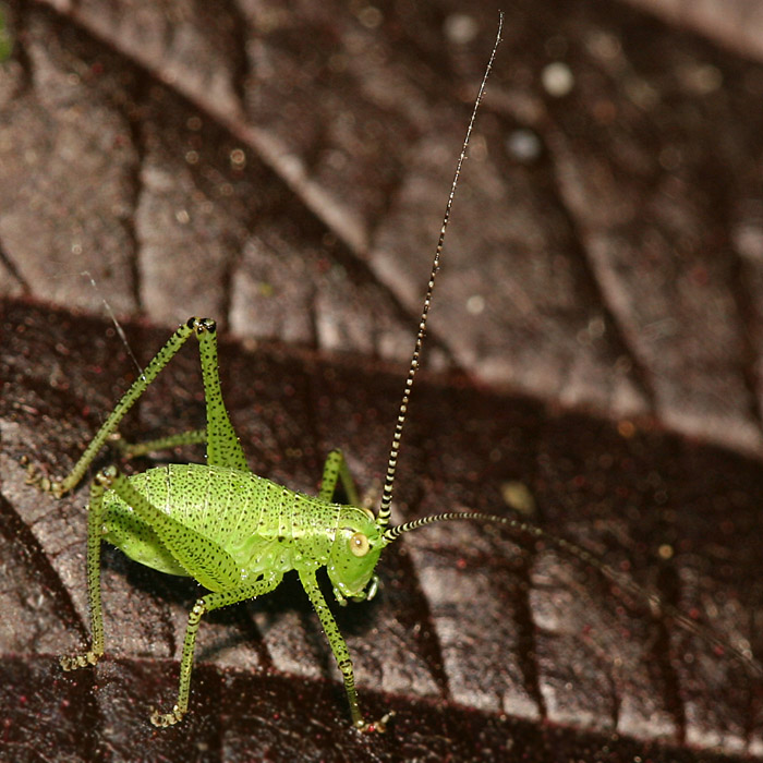 Young katydid
