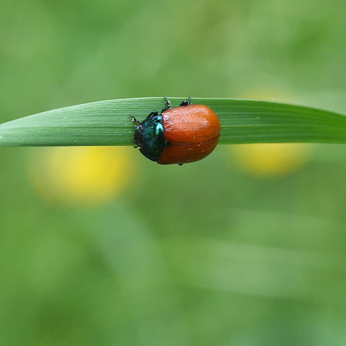 Chrysomela populi