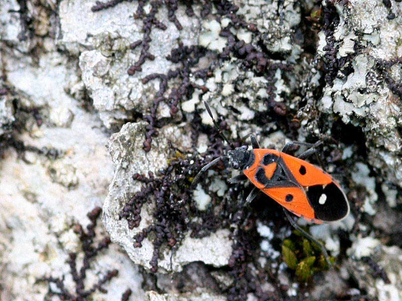 Melanocoryphus albomaculatus