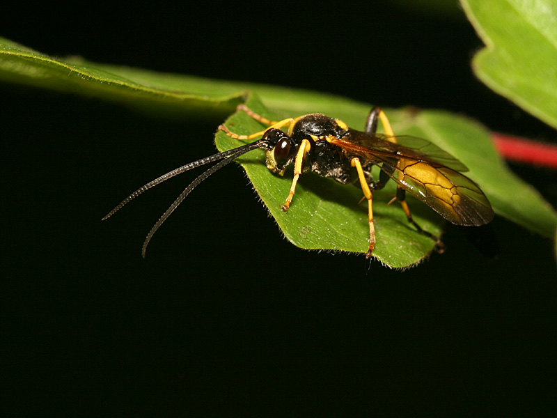 Ichneumonidae sp.