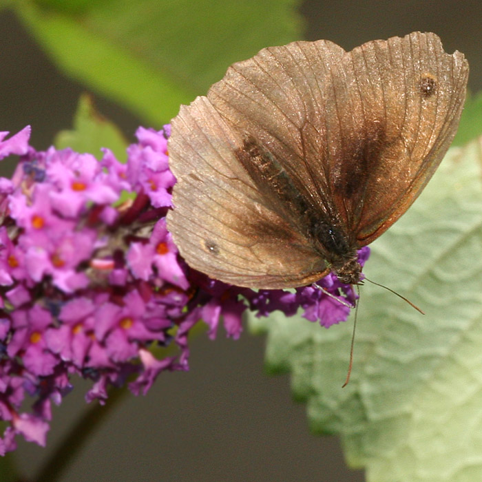 Maniola jurtina