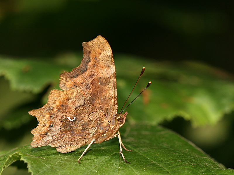 Polygonia c-album