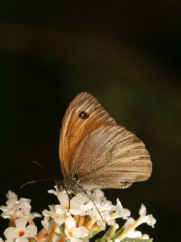 Maniola jurtina