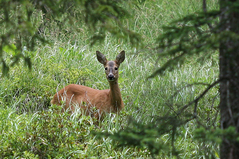 Capreolus capreolus