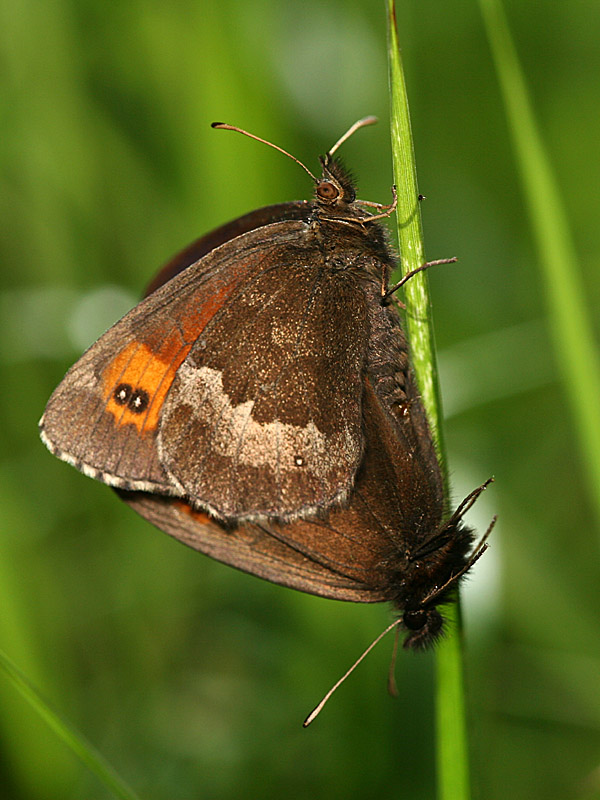 Erebia euryale