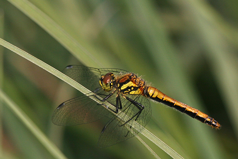 Sympetrum danae