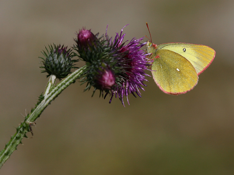 Colias palaeno