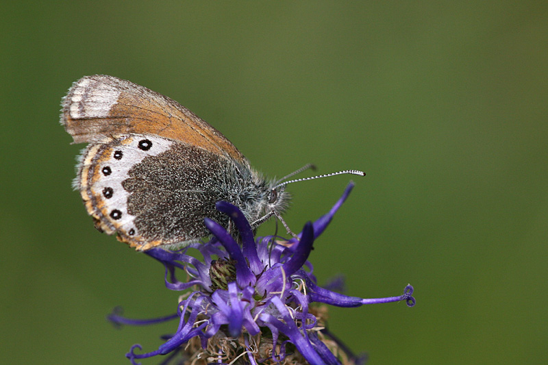 Coenonympha gardetta