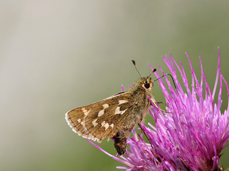 Hesperia comma