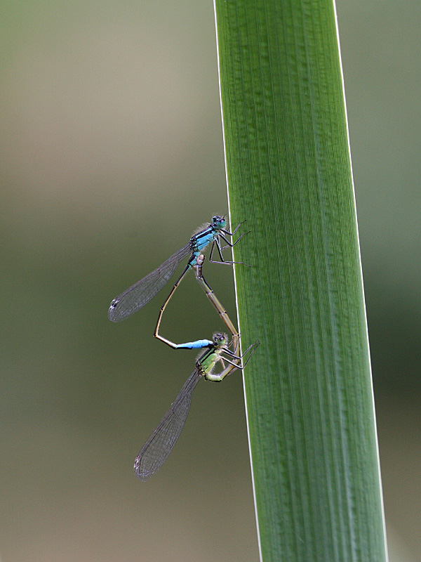 Ischnura elegans