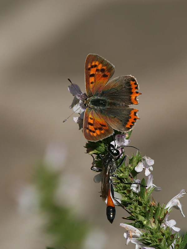 Ammophila sabulosa et Lycaena phlaeas