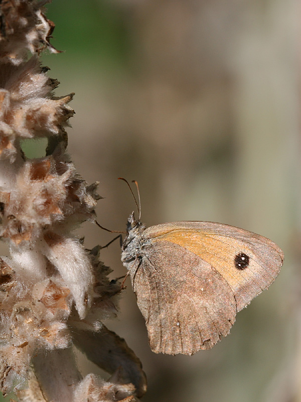 Pyronia tithonus