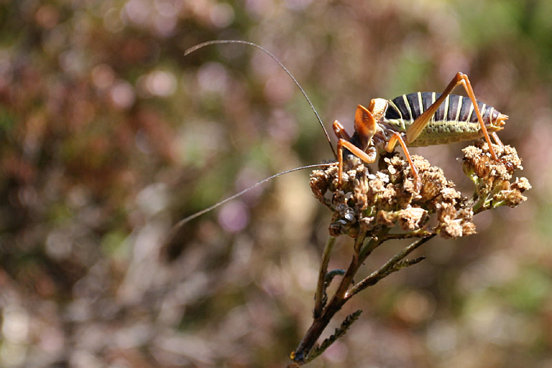 Ephippiger ephippiger