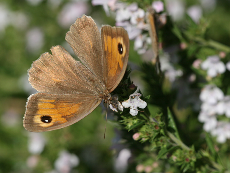 Maniola jurtina