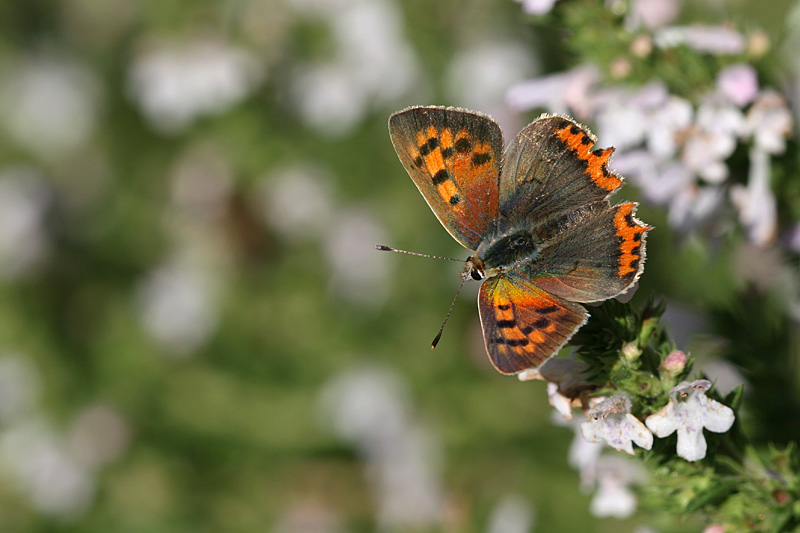 Lycaena phlaeas