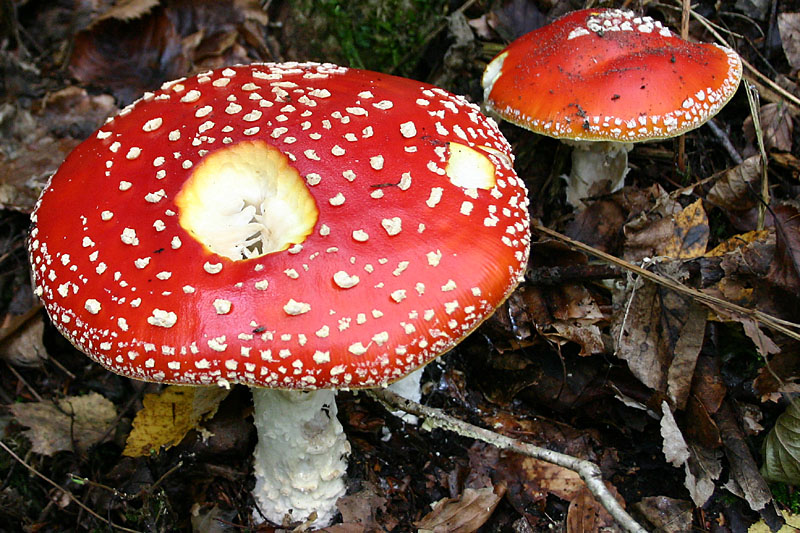 Amanita muscaria