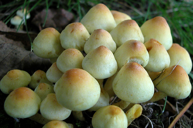 Hypholoma fasciculare