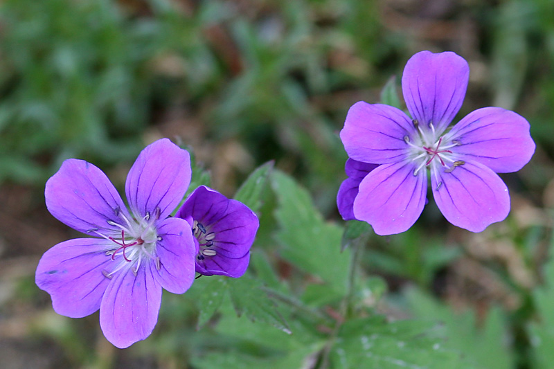 Geranium sylvaticum