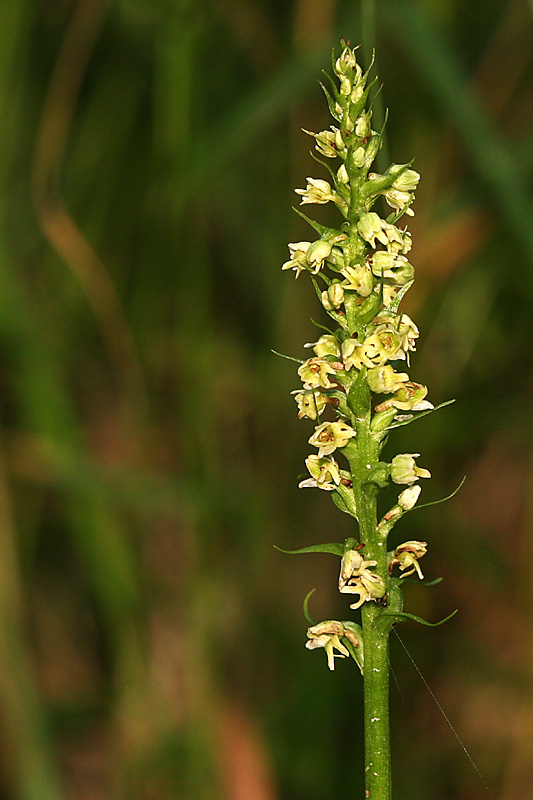 Pseudorchis albida