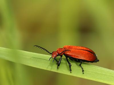 Pyrochroa serraticornis