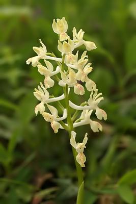 Orchis provincalis