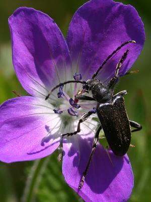 Cerambycidae sp.