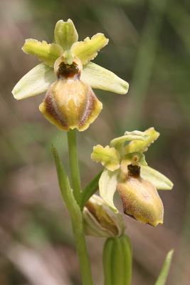 Ophrys sphegodes