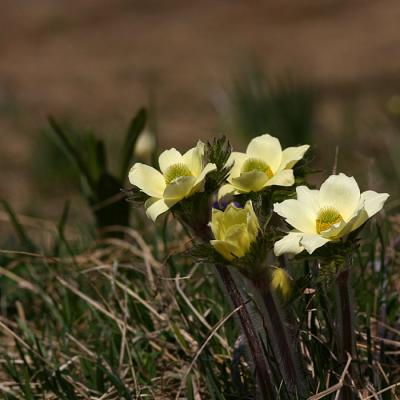 Pulsatilla alpina subsp. apiifolia