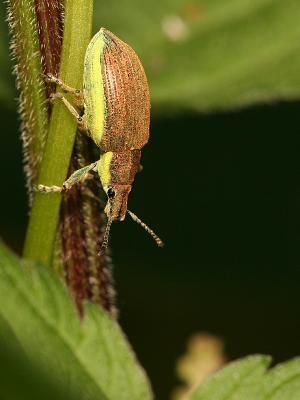 Chlorophanus viridis