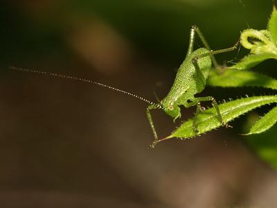 Young katydid