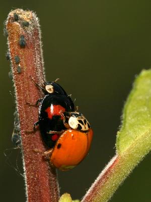 Harmonia axyridis