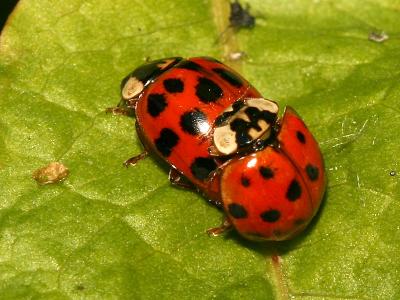 Harmonia axyridis