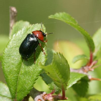 Gastrophysa polygoni