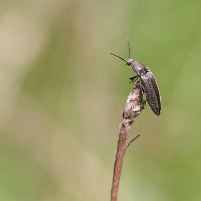 Elateridae sp.