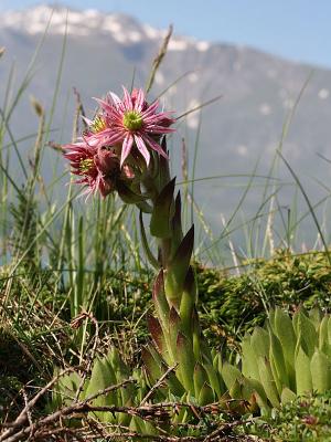 Sempervivum sp.