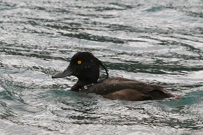 Tufted Duck