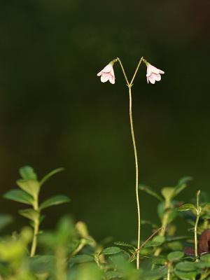 Linnaea borealis