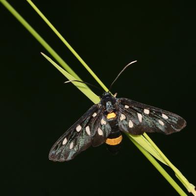 Amata phegea