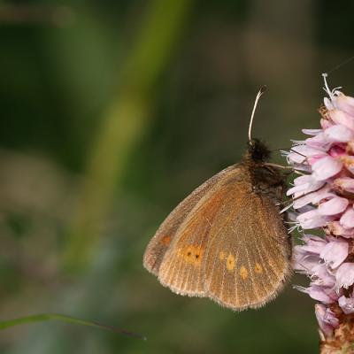 Erebia melampus