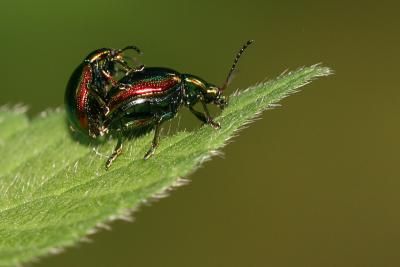 Chrysomelidae sp.