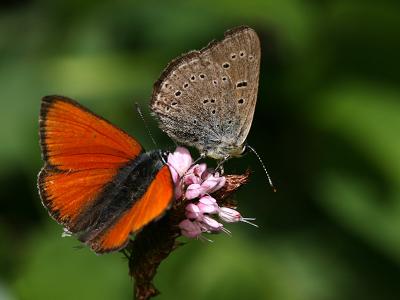 Lycaena hippothoe eurydame