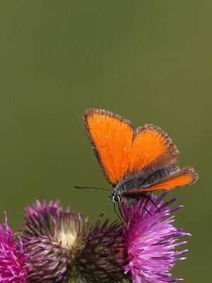 Lycaena hippothoe eurydame