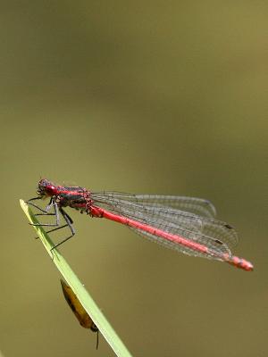 Pyrrhosoma nymphula